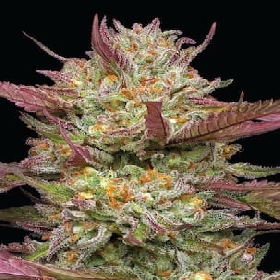 Blueberry Pancakes > Humboldt Seed Company